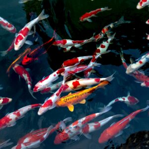 Conservation Lab Management