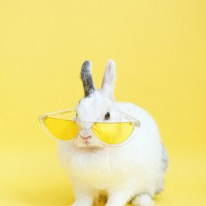 Dog Training Platform